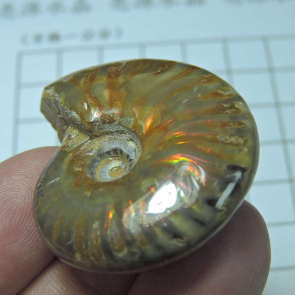 ~1212~斑彩螺菊石~拋光~410-細節圖5