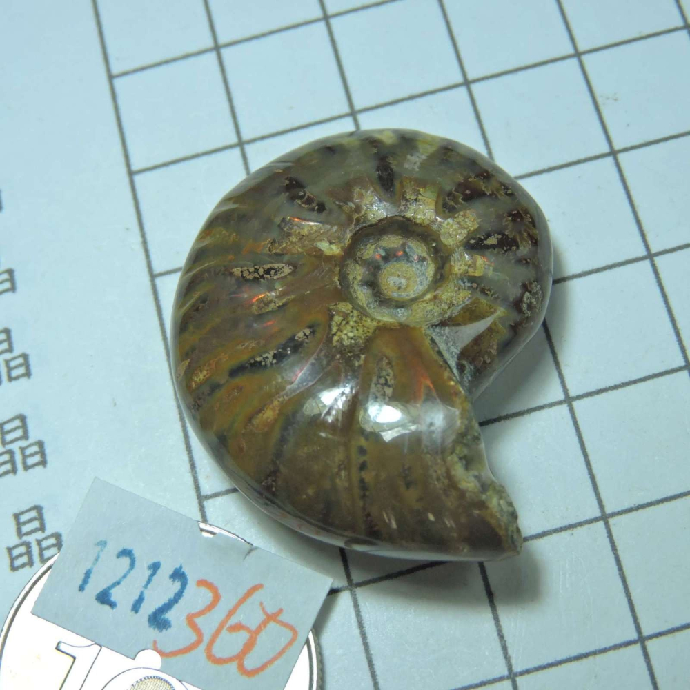 ~1212~斑彩螺菊石~拋光~360-細節圖2