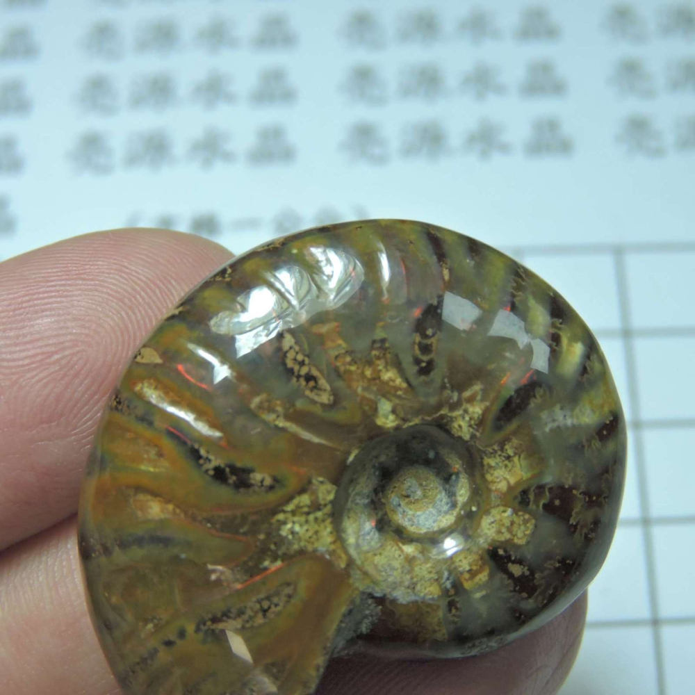 ~1212~斑彩螺菊石~拋光~360-細節圖3