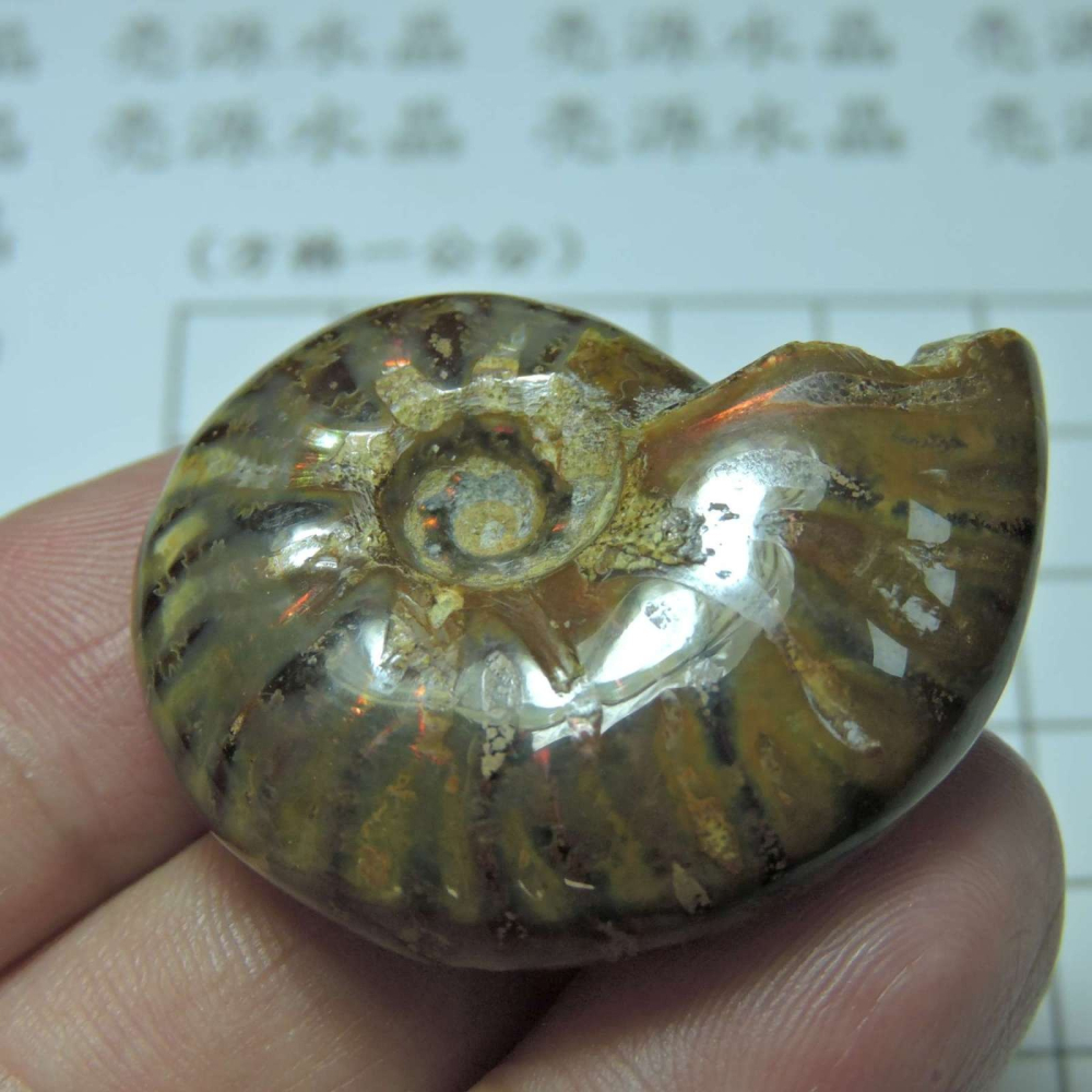 ~1212~斑彩螺菊石~拋光~360-細節圖4