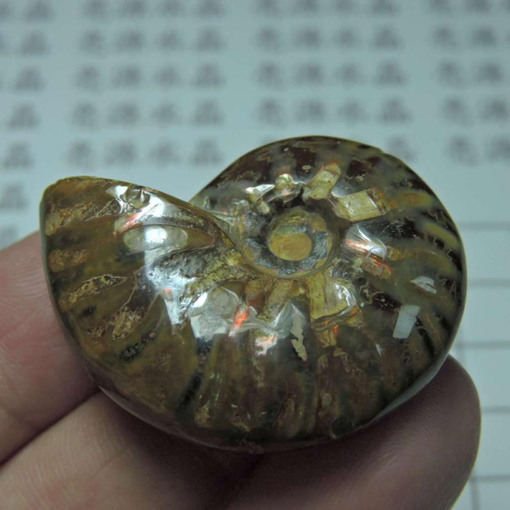 ~1212~斑彩螺菊石~拋光~360-細節圖5