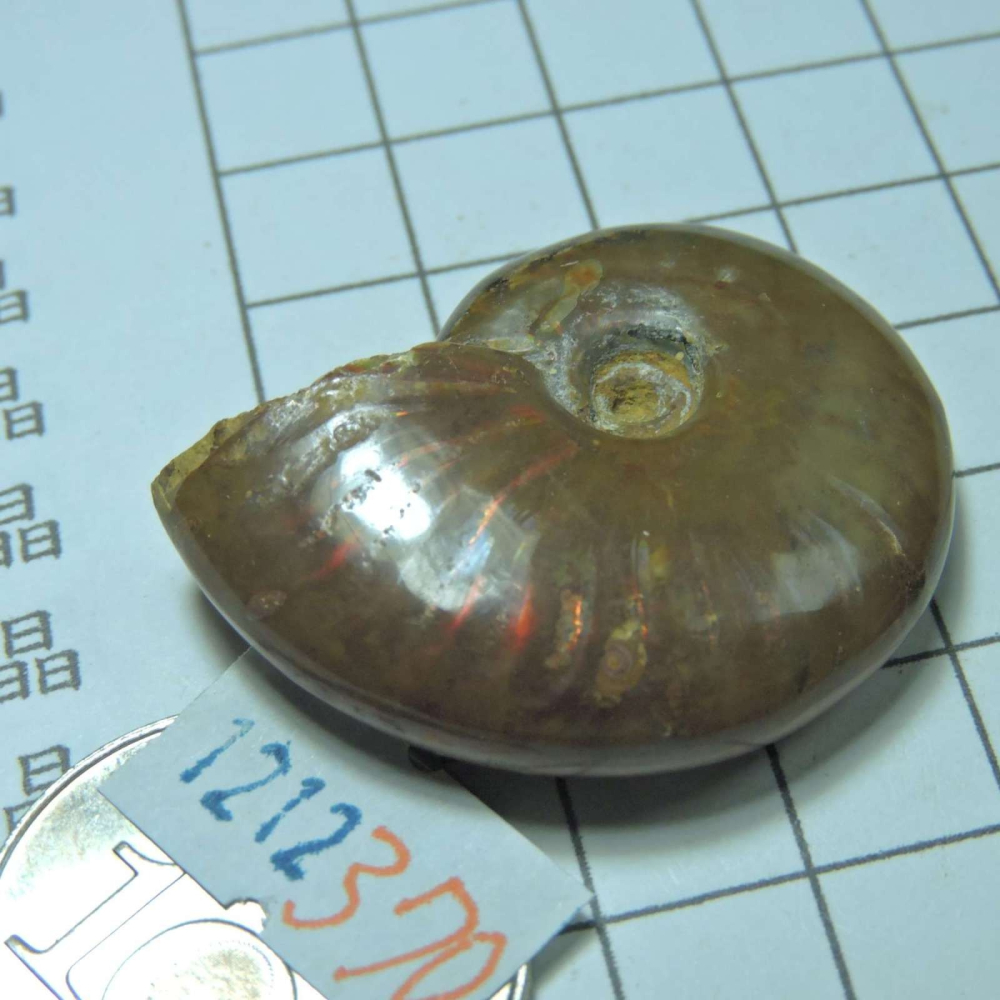 ~1212~斑彩螺菊石~拋光~370-細節圖2