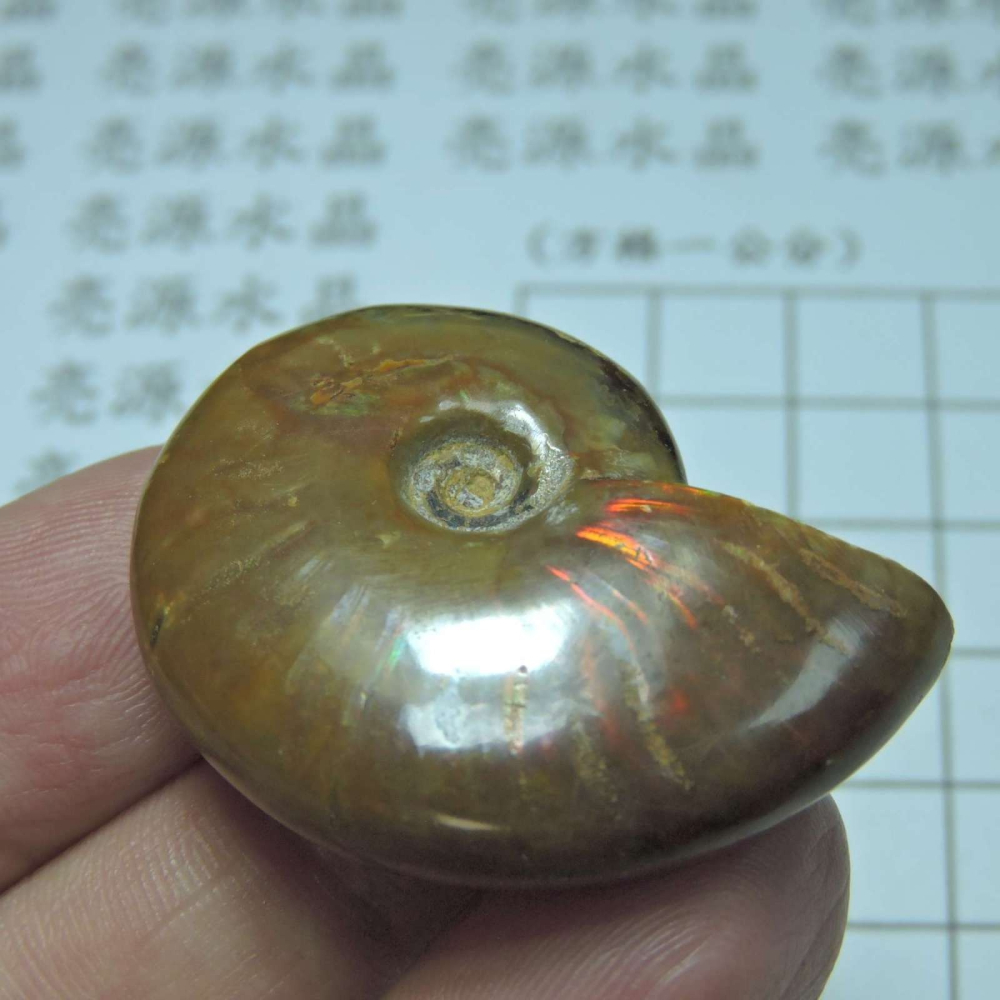 ~1212~斑彩螺菊石~拋光~370-細節圖3