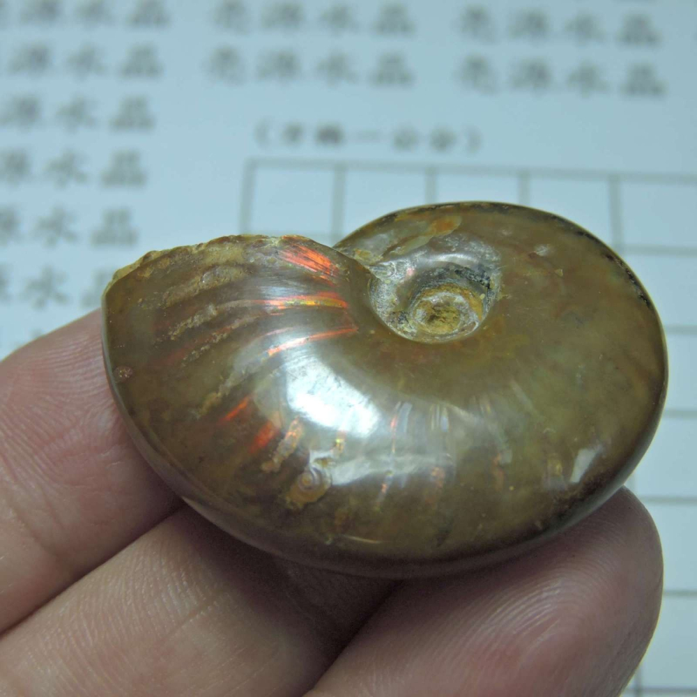 ~1212~斑彩螺菊石~拋光~370-細節圖4