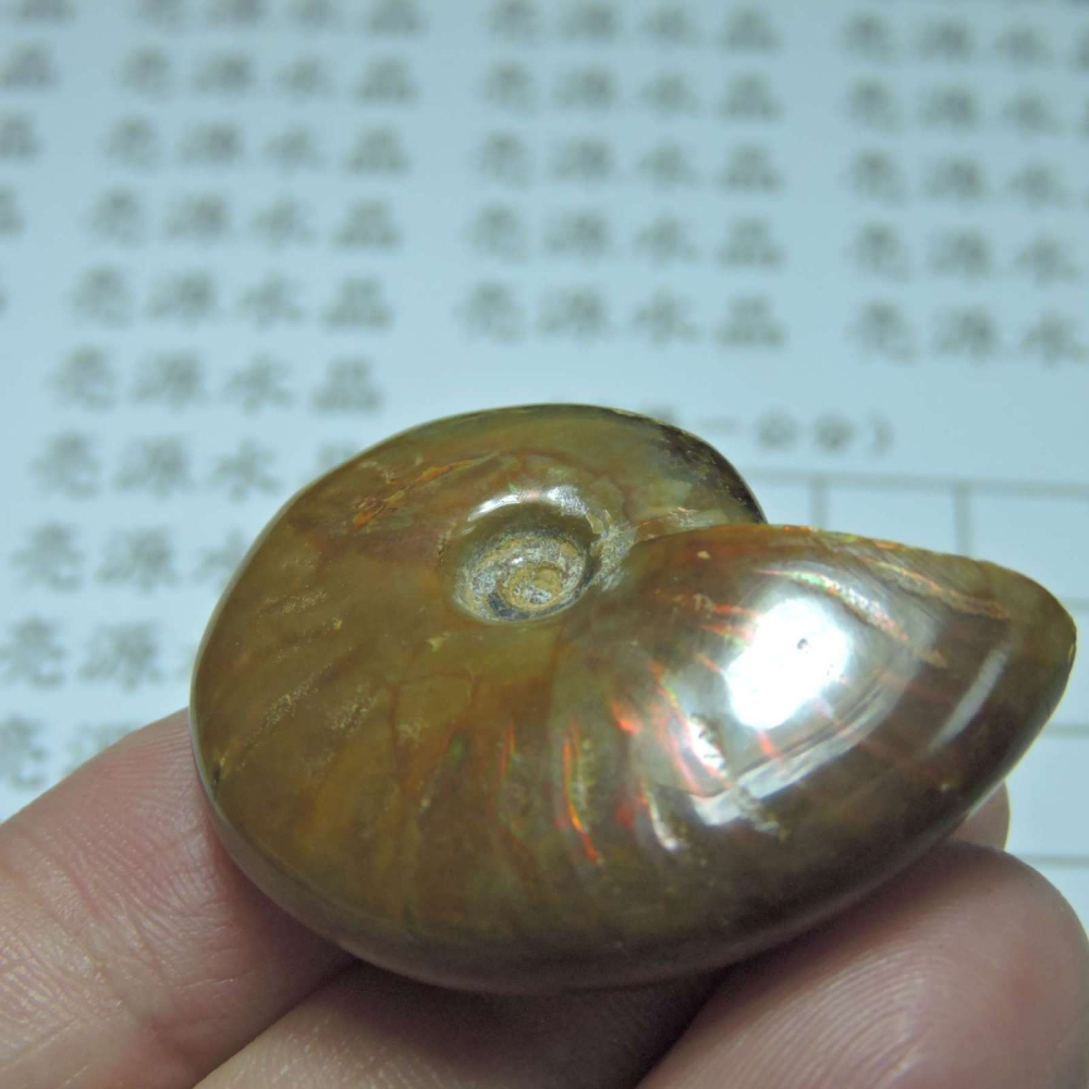 ~1212~斑彩螺菊石~拋光~370-細節圖5