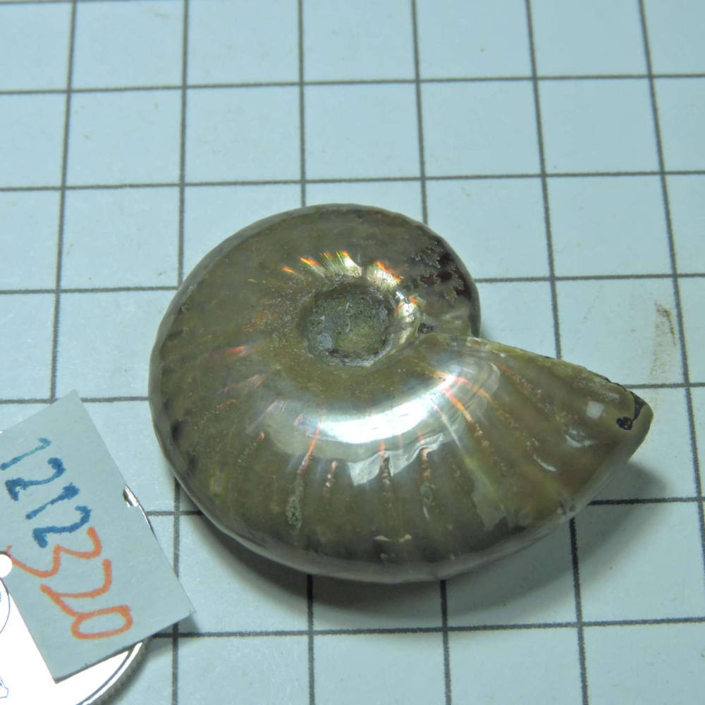 ~1212~斑彩螺菊石~拋光~320-細節圖2