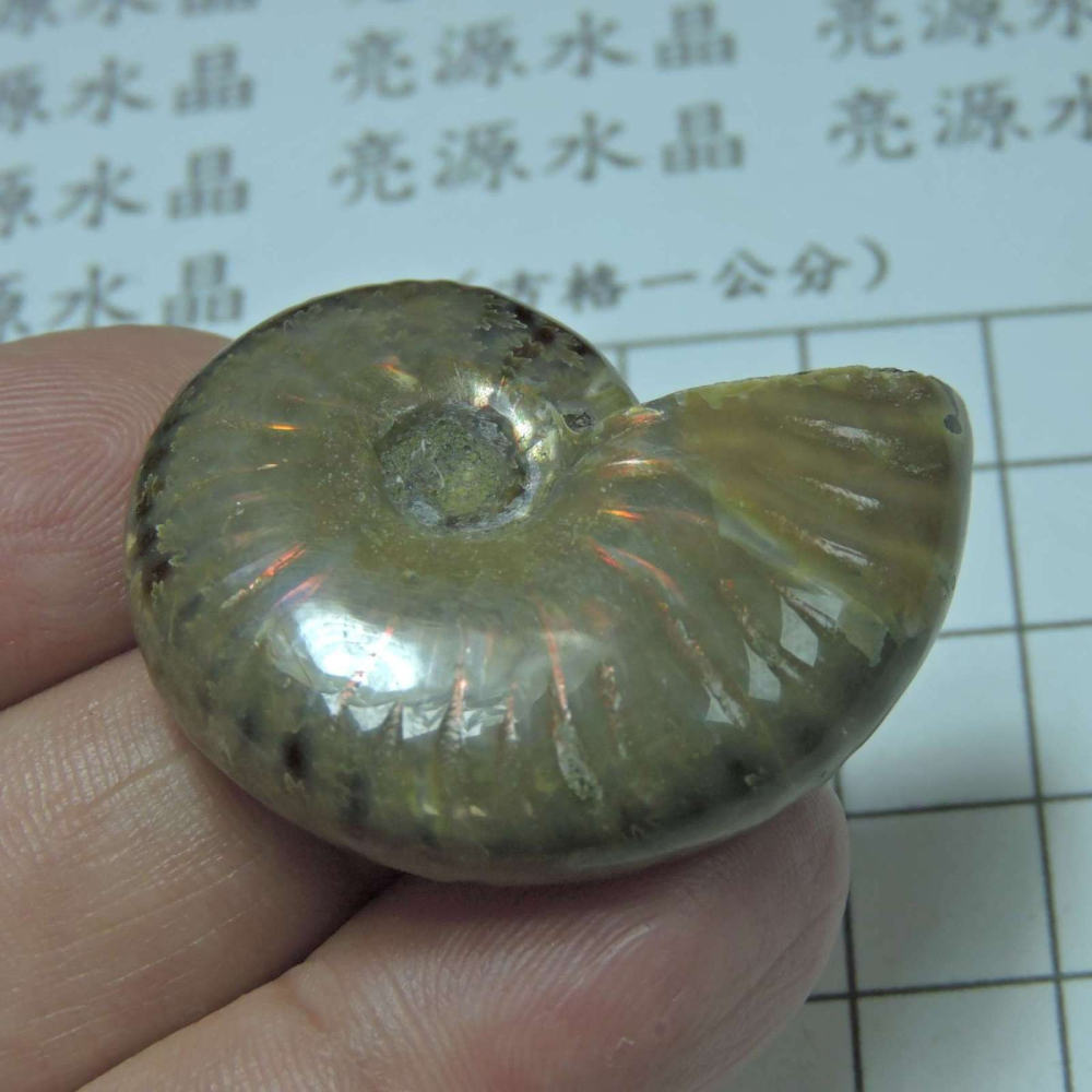 ~1212~斑彩螺菊石~拋光~320-細節圖3