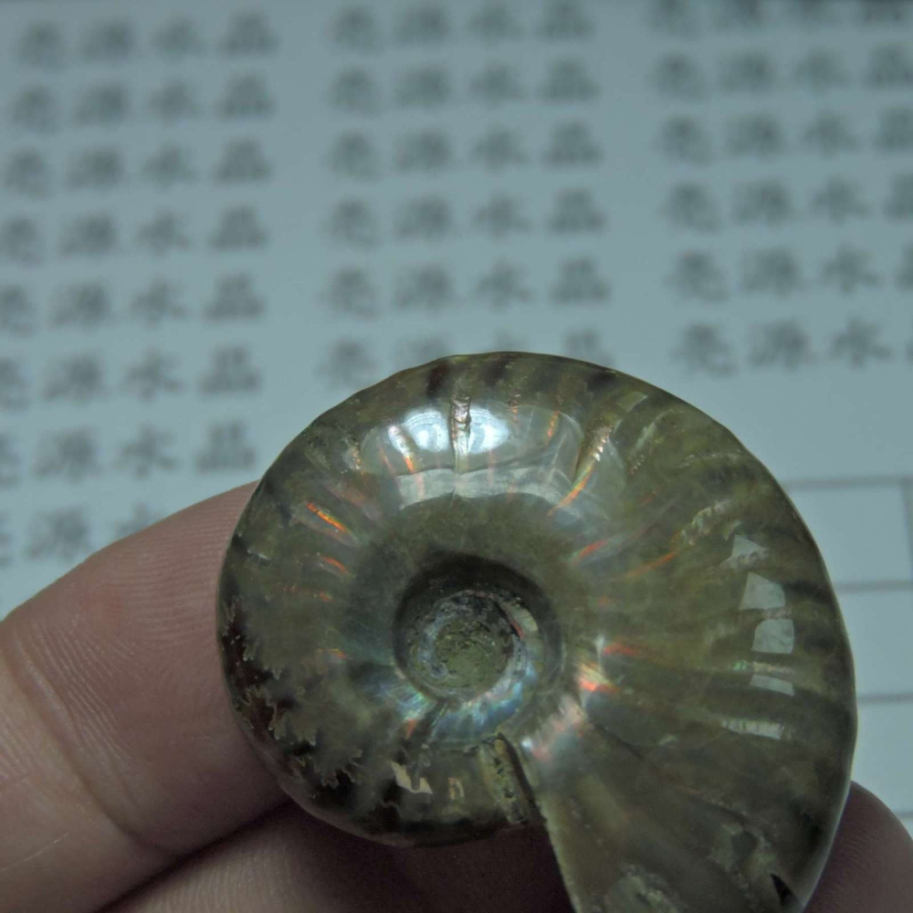 ~1212~斑彩螺菊石~拋光~320-細節圖4