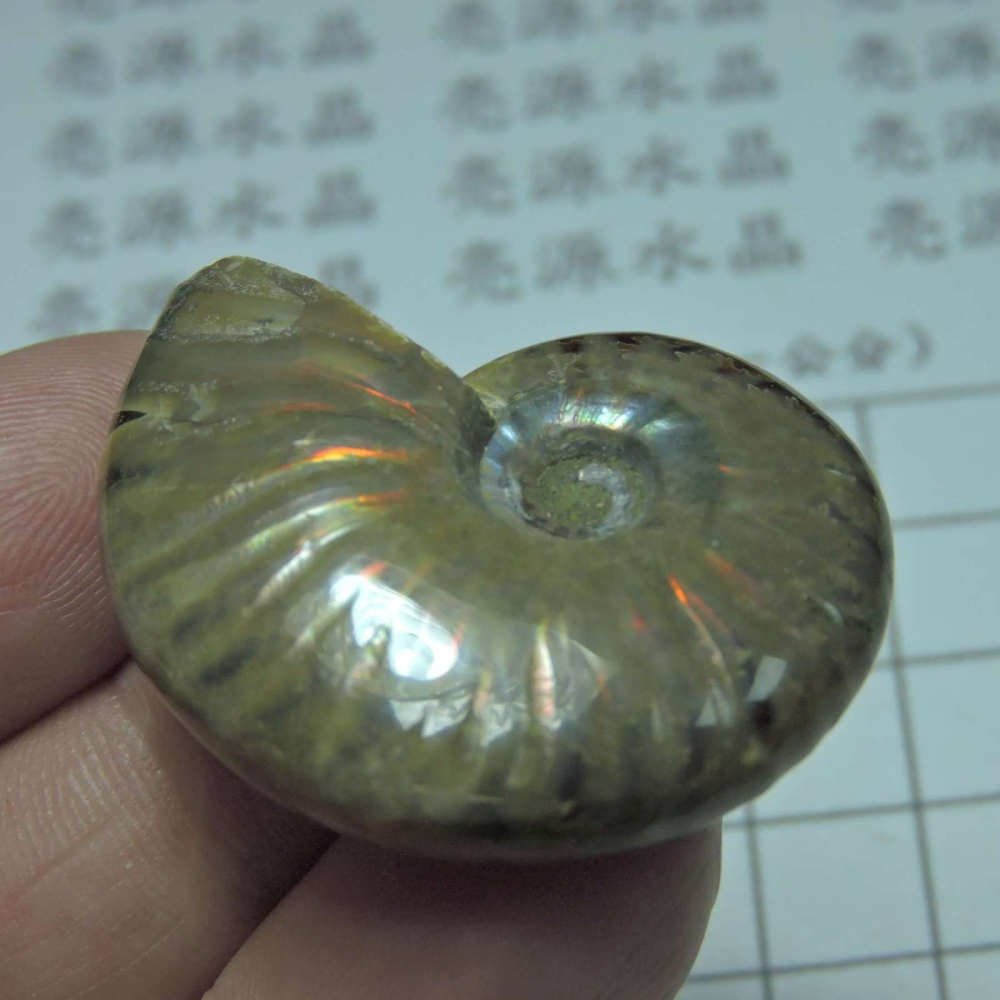 ~1212~斑彩螺菊石~拋光~320-細節圖5