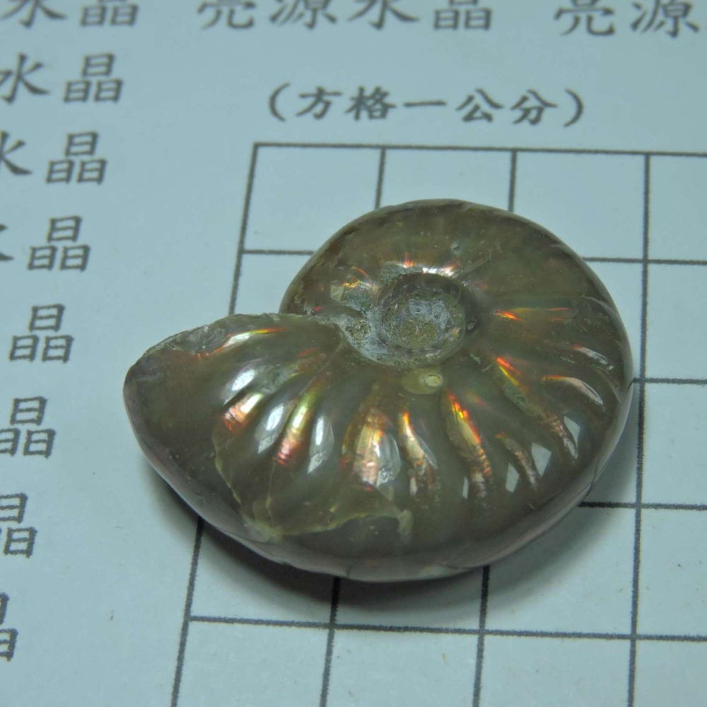 ~1212~斑彩螺菊石~拋光~295-細節圖2