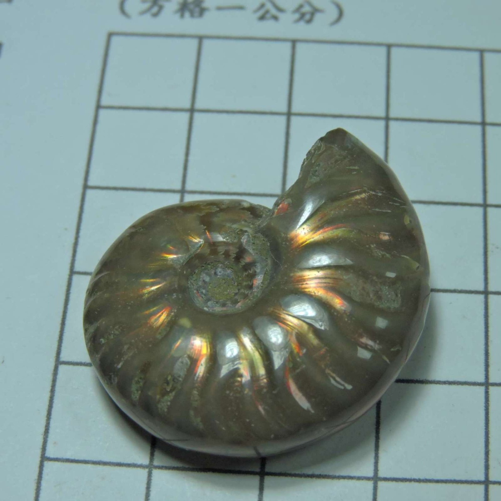 ~1212~斑彩螺菊石~拋光~295-細節圖3