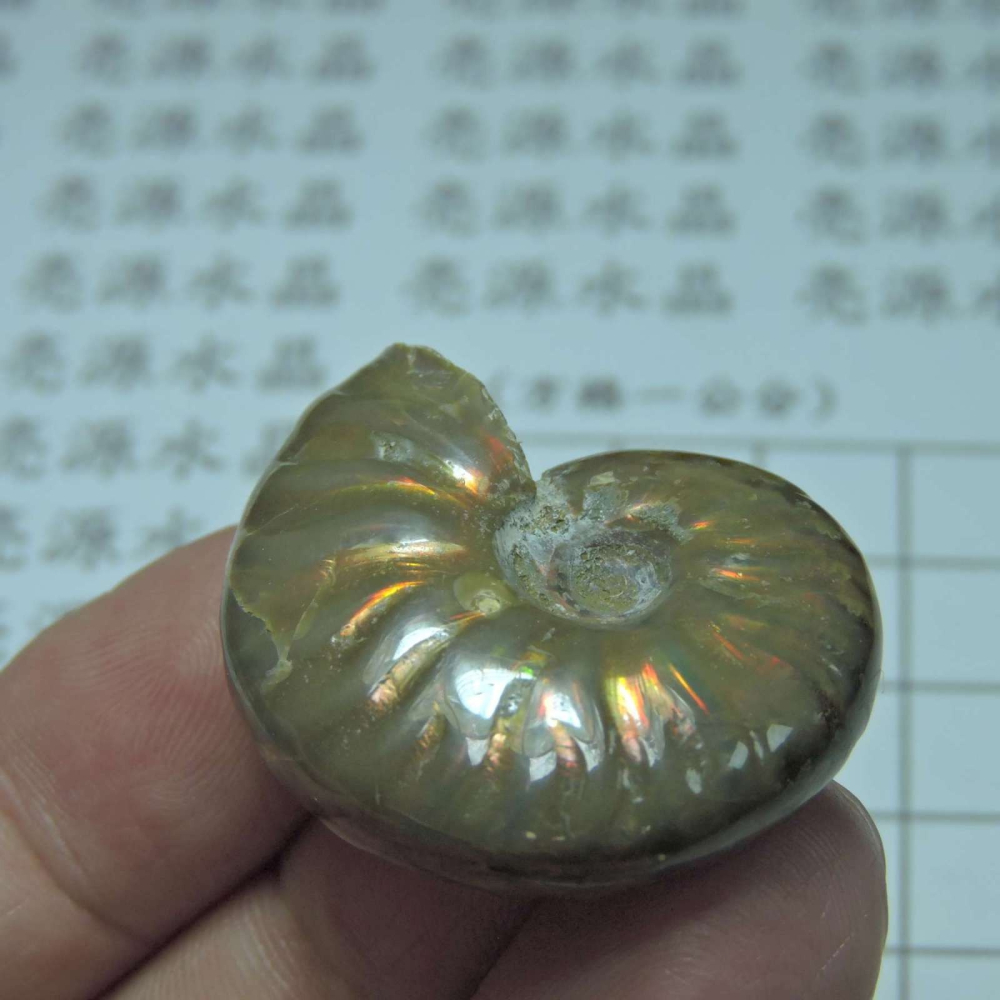 ~1212~斑彩螺菊石~拋光~295-細節圖4