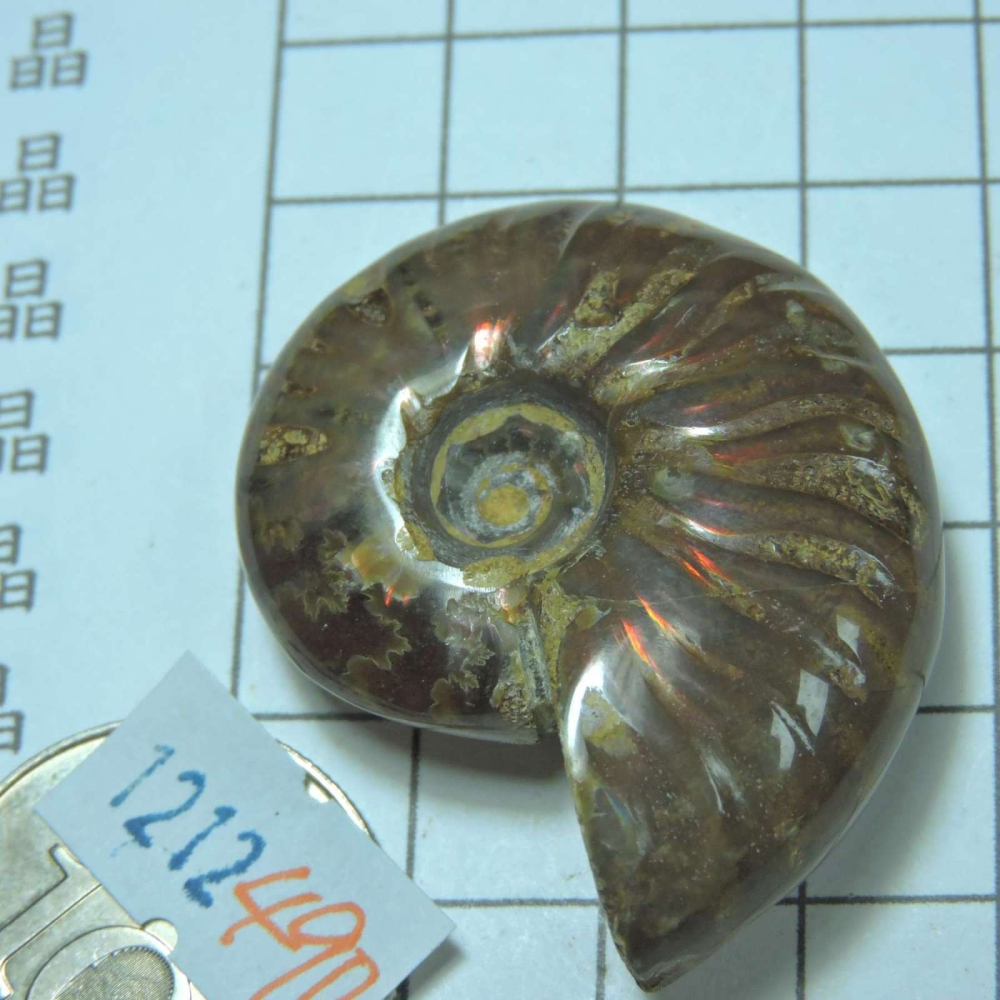 ~1212~斑彩螺菊石~拋光~490-細節圖2