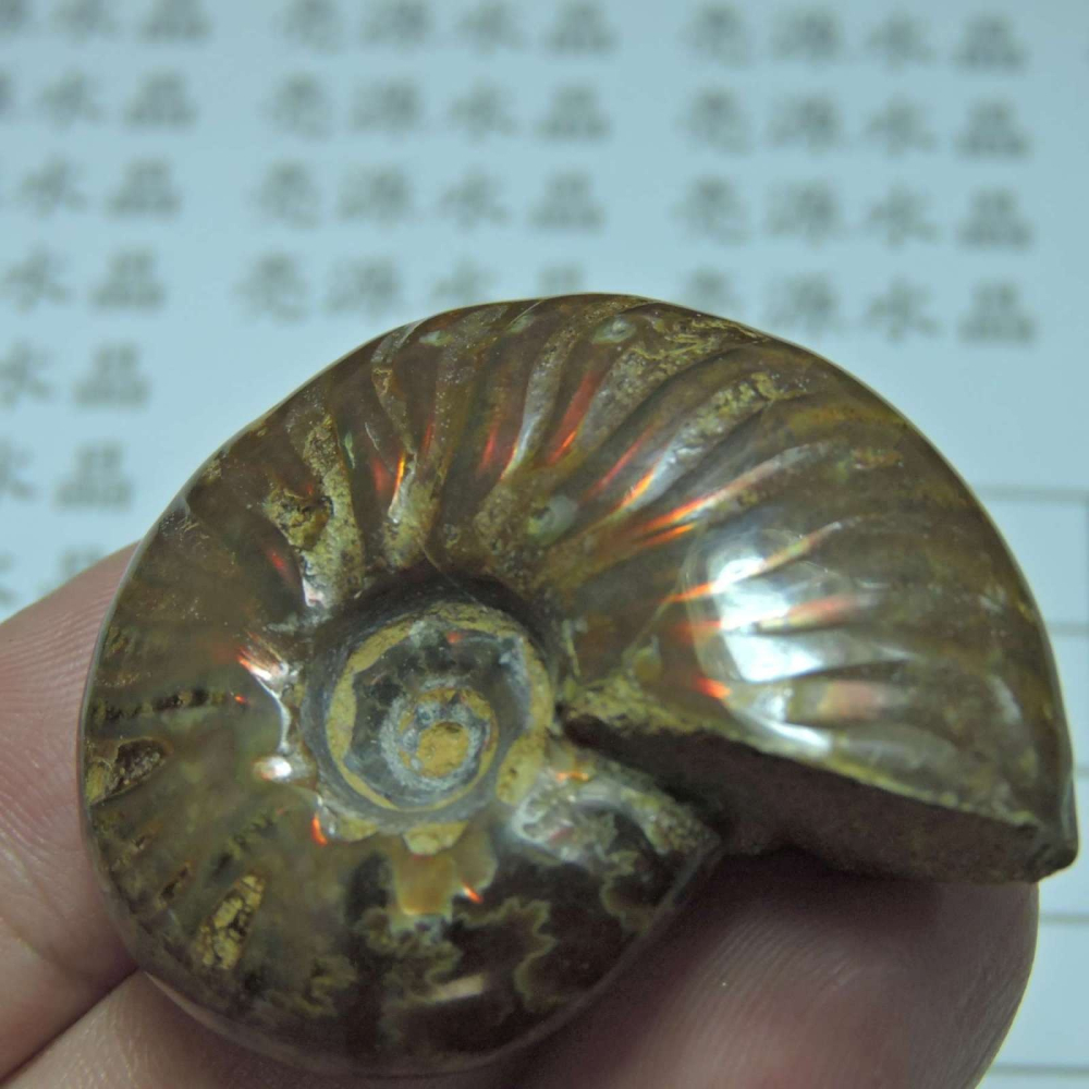 ~1212~斑彩螺菊石~拋光~490-細節圖3