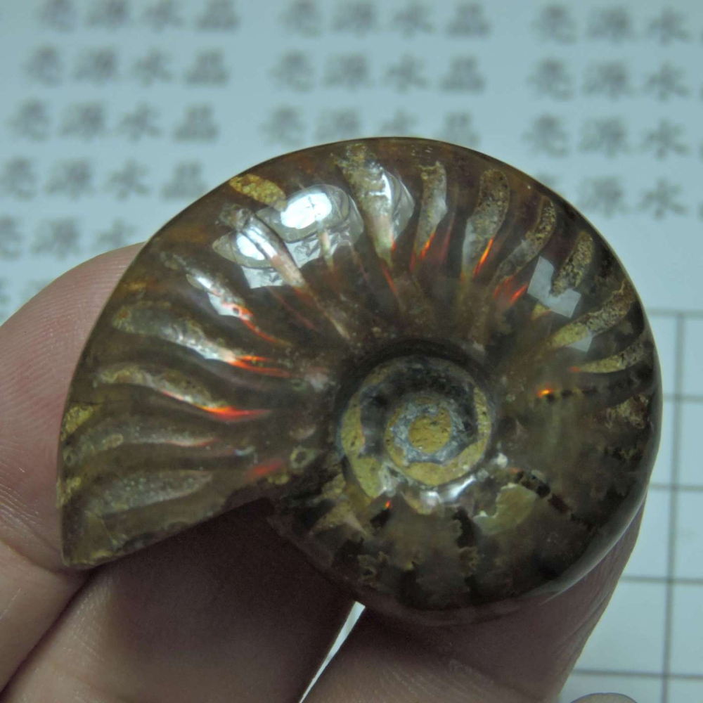 ~1212~斑彩螺菊石~拋光~490-細節圖4