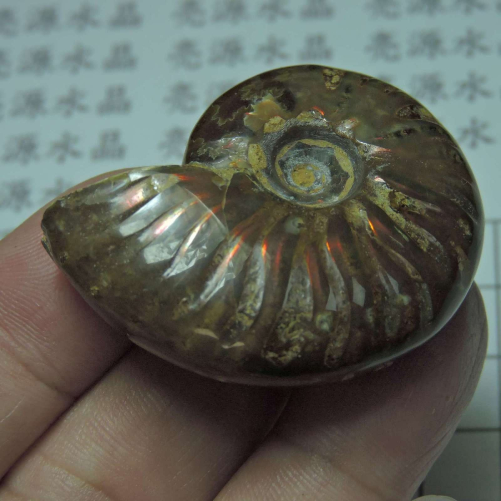 ~1212~斑彩螺菊石~拋光~490-細節圖5