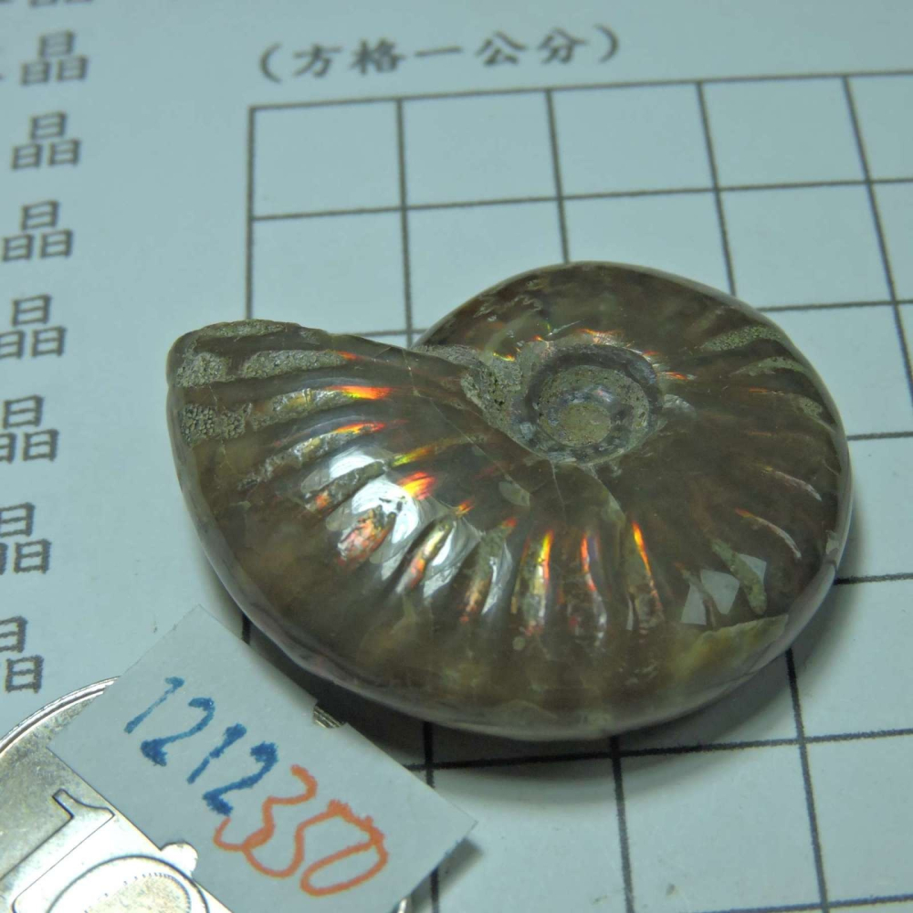 ~1212~斑彩螺菊石~拋光~350-細節圖2