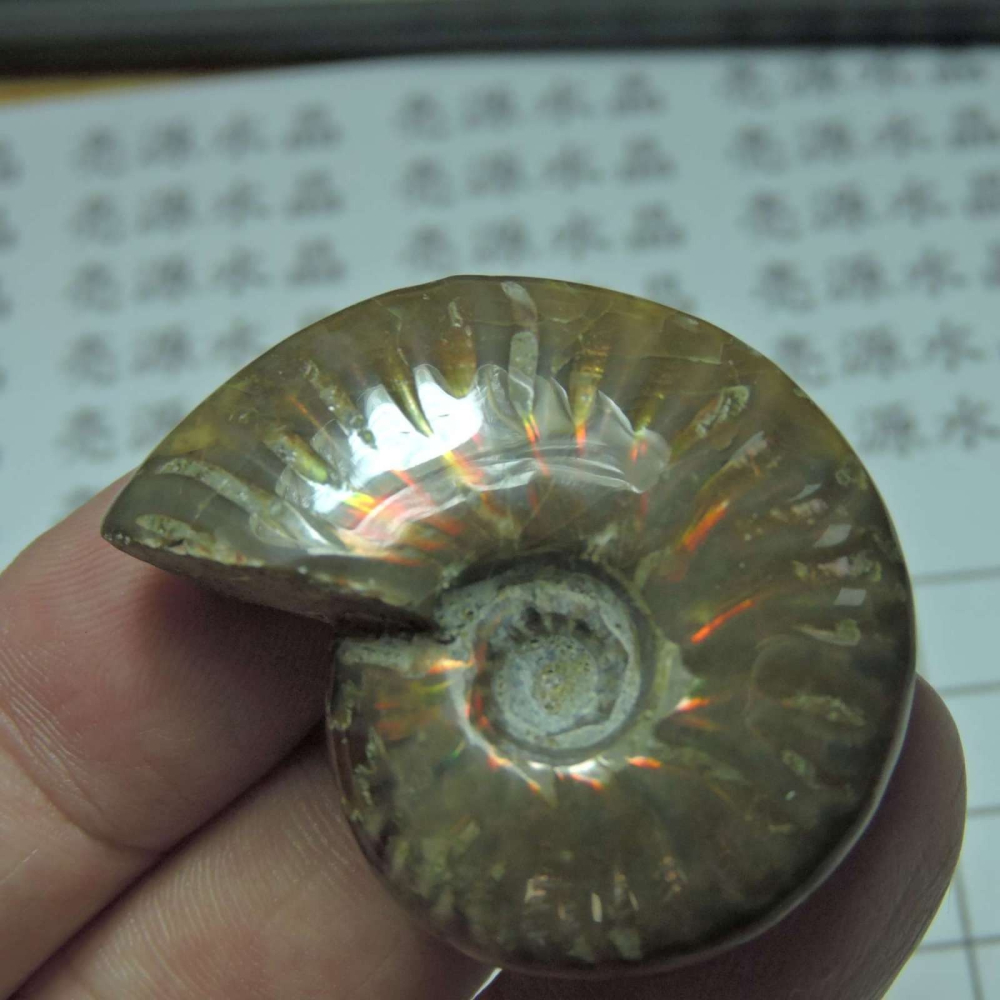 ~1212~斑彩螺菊石~拋光~350-細節圖3