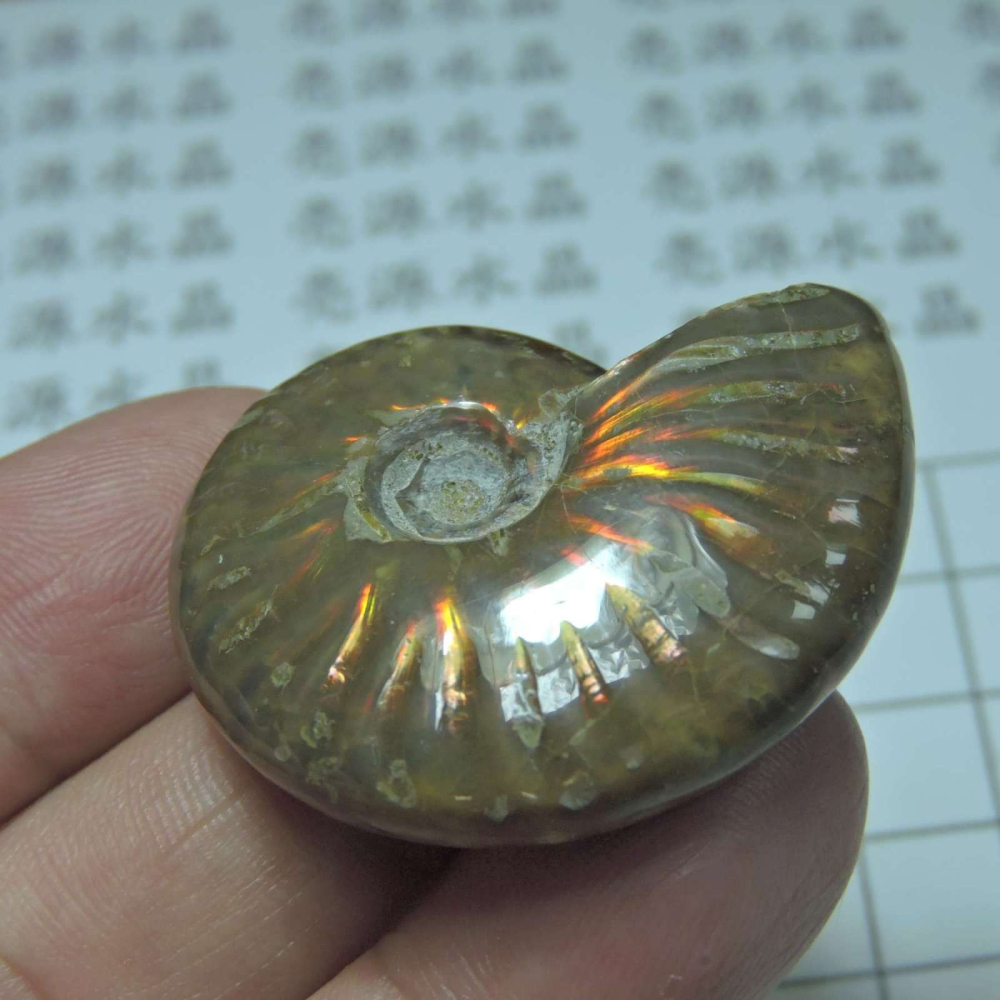 ~1212~斑彩螺菊石~拋光~350-細節圖4