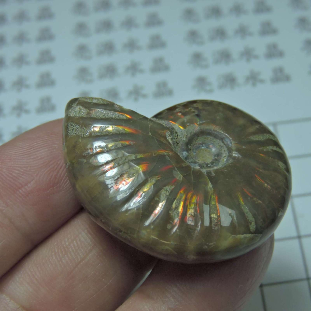 ~1212~斑彩螺菊石~拋光~350-細節圖5