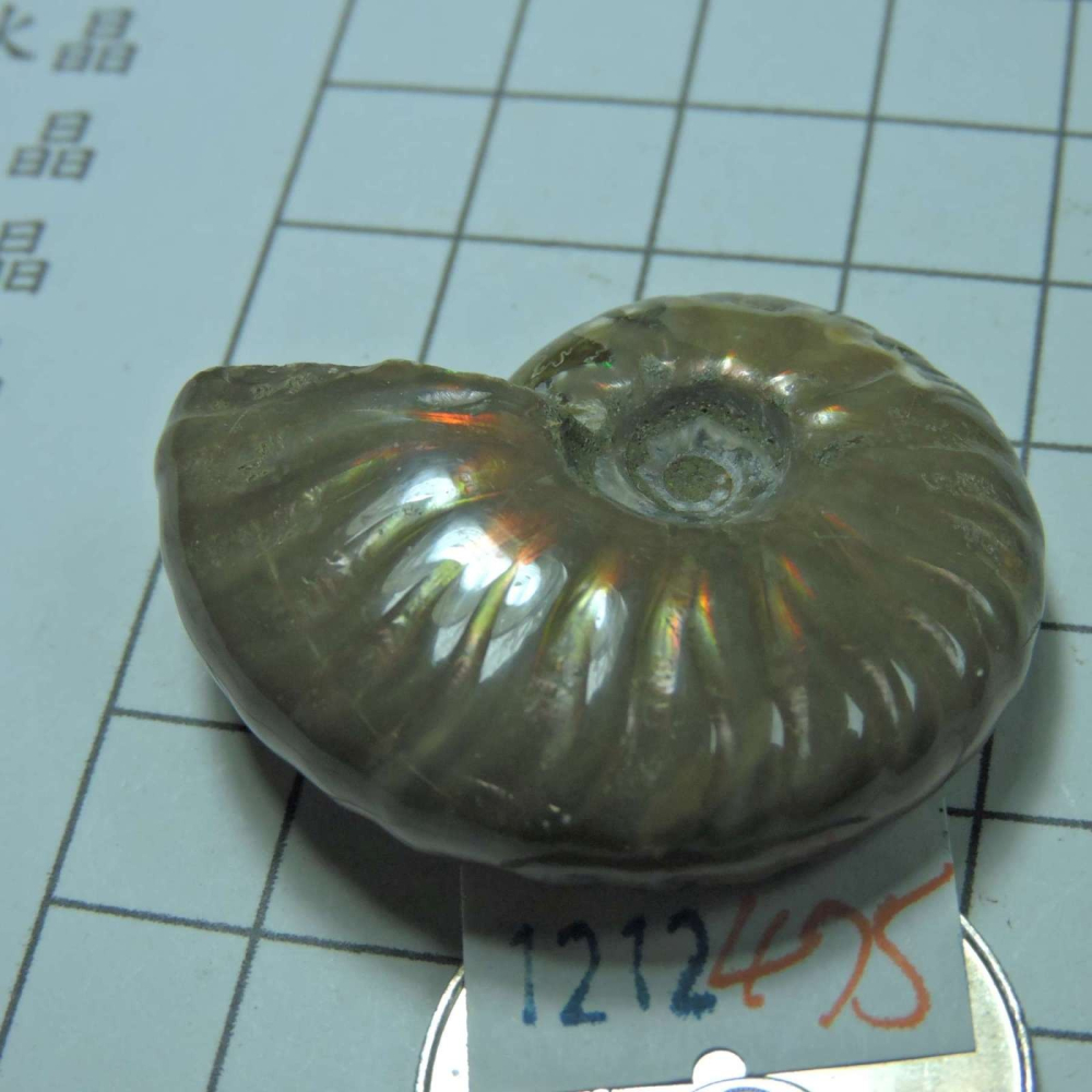 ~1212~斑彩螺菊石~拋光~475-細節圖2