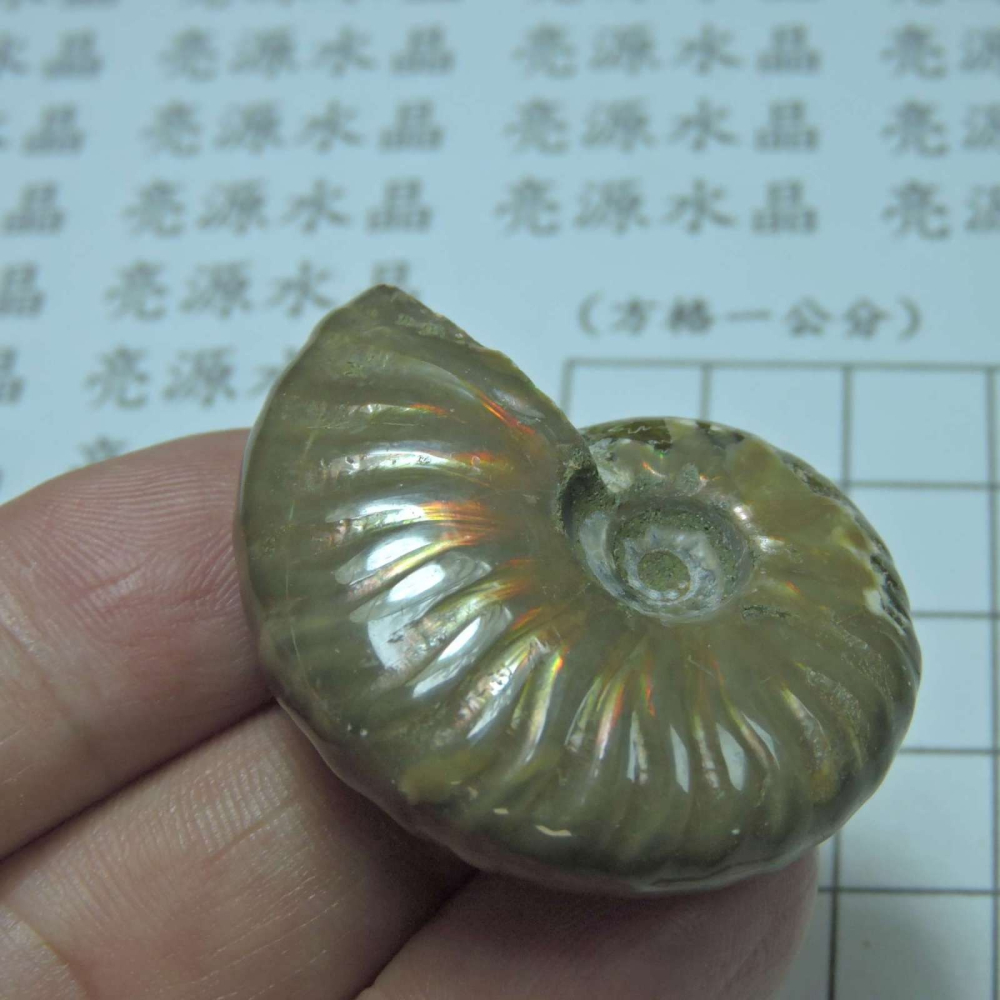 ~1212~斑彩螺菊石~拋光~475-細節圖3