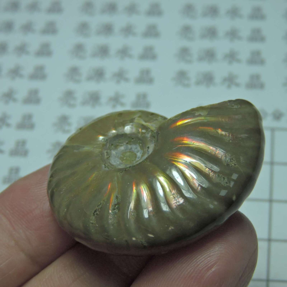 ~1212~斑彩螺菊石~拋光~475-細節圖4