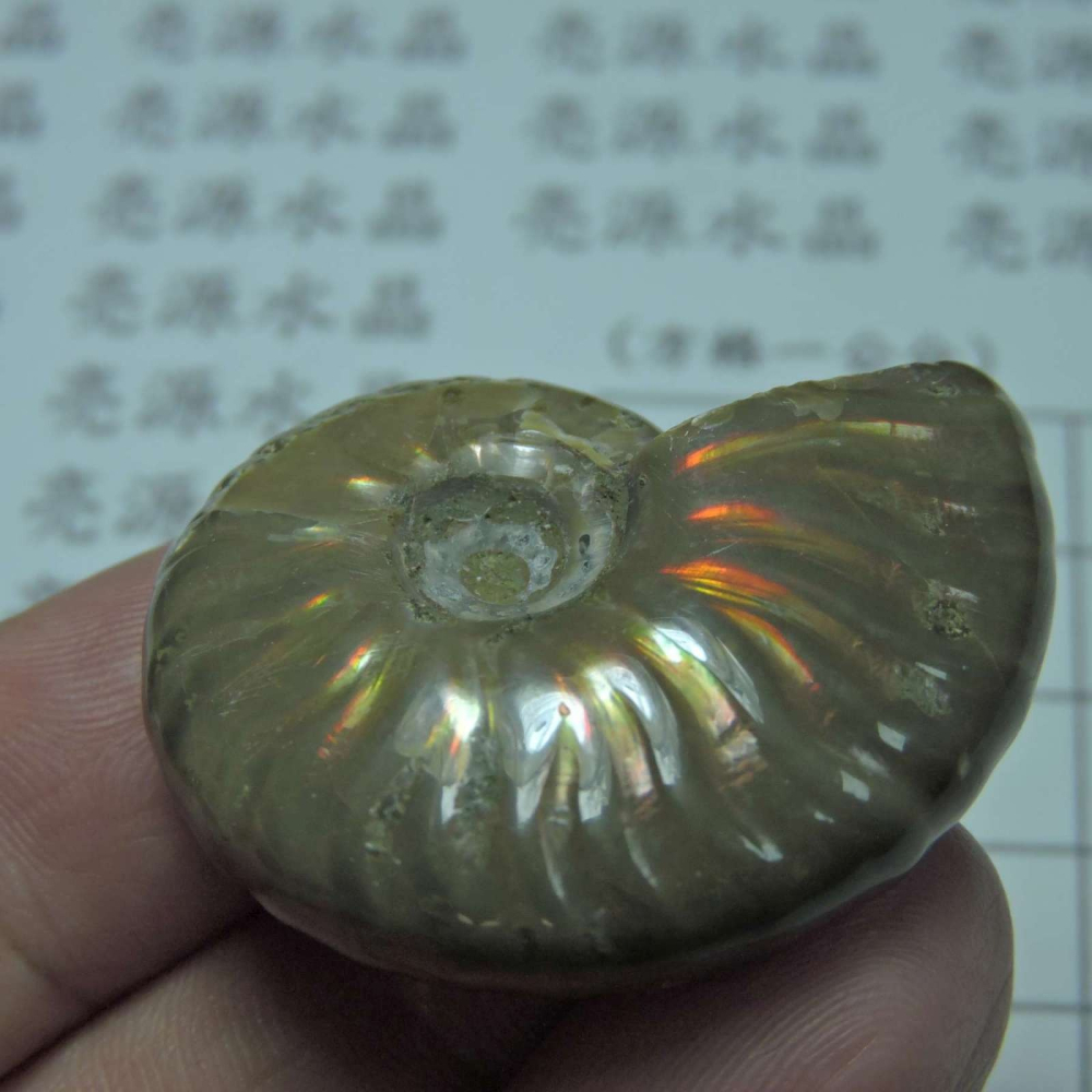 ~1212~斑彩螺菊石~拋光~475-細節圖5