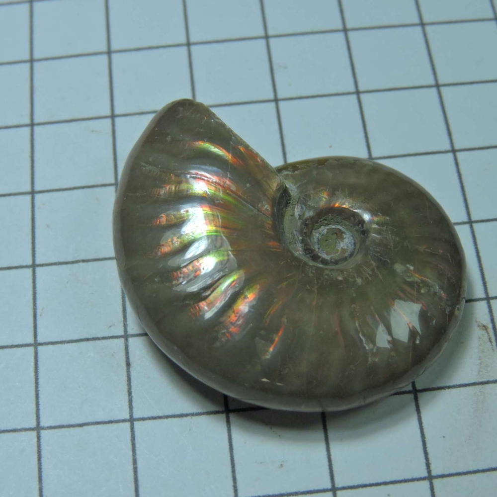 ~1212~斑彩螺菊石~拋光~420-細節圖2