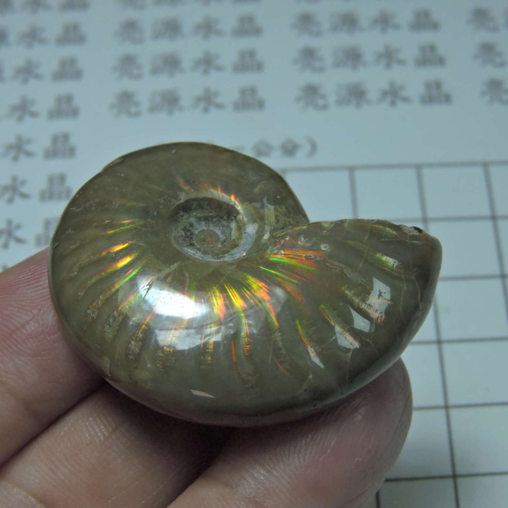 ~1212~斑彩螺菊石~拋光~420-細節圖3