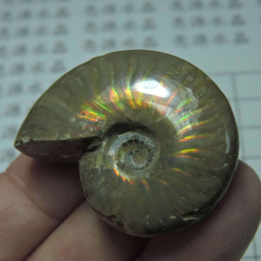 ~1212~斑彩螺菊石~拋光~420-細節圖4