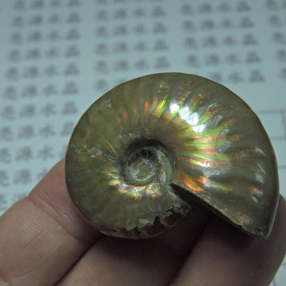 ~1212~斑彩螺菊石~拋光~420-細節圖5