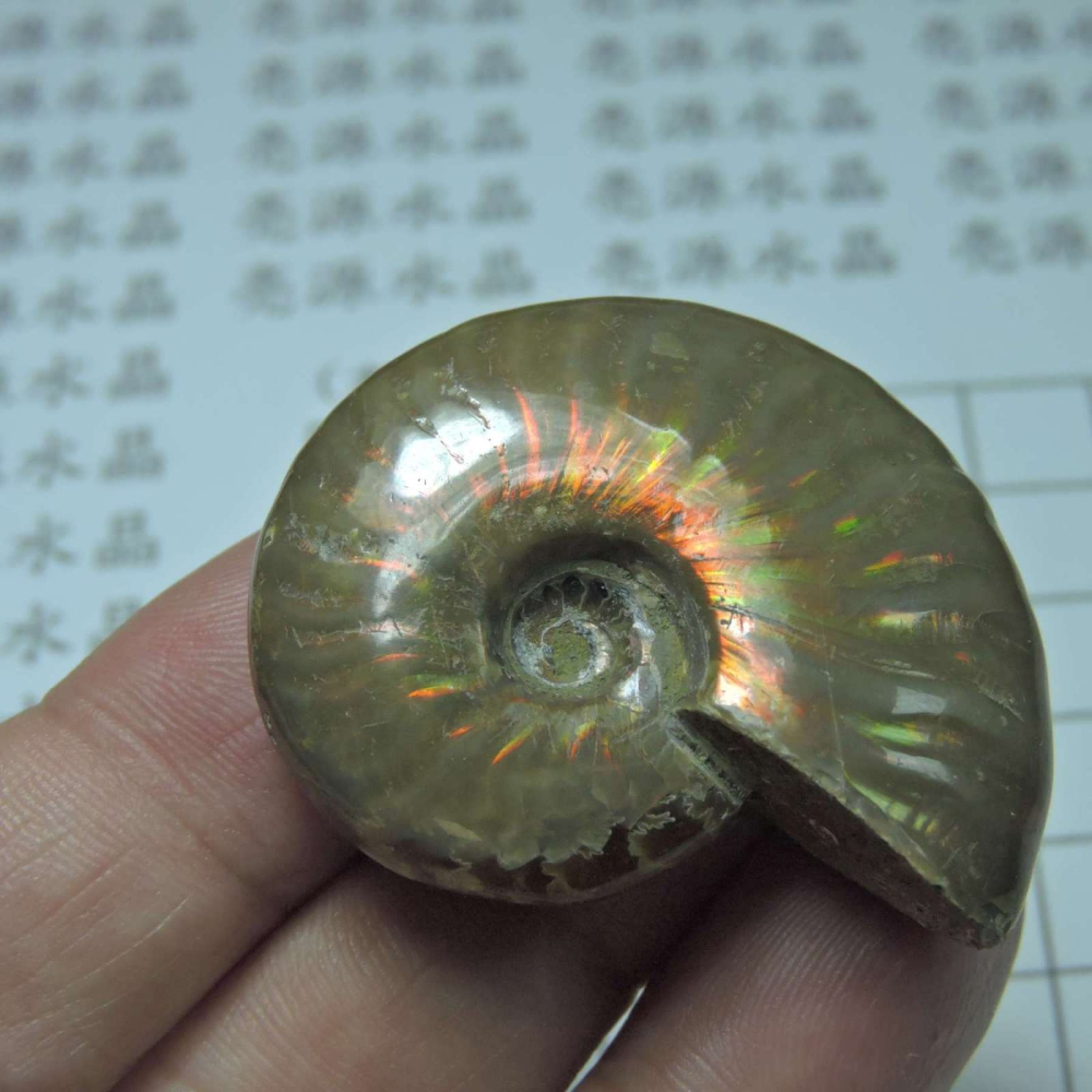 ~1212~斑彩螺菊石~拋光~420-細節圖6
