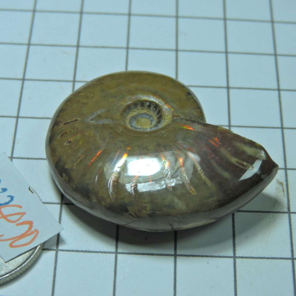 ~1212~斑彩螺菊石~拋光~470-細節圖2
