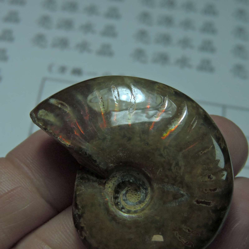 ~1212~斑彩螺菊石~拋光~470-細節圖3