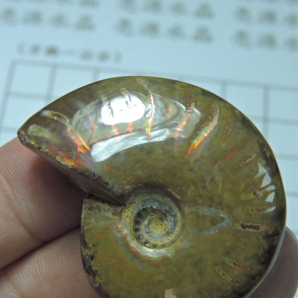 ~1212~斑彩螺菊石~拋光~470-細節圖4