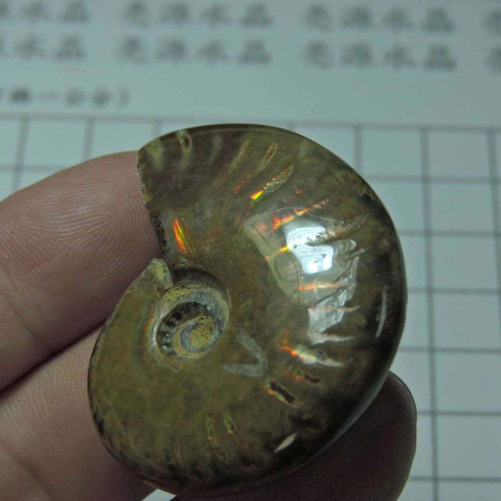 ~1212~斑彩螺菊石~拋光~470-細節圖5