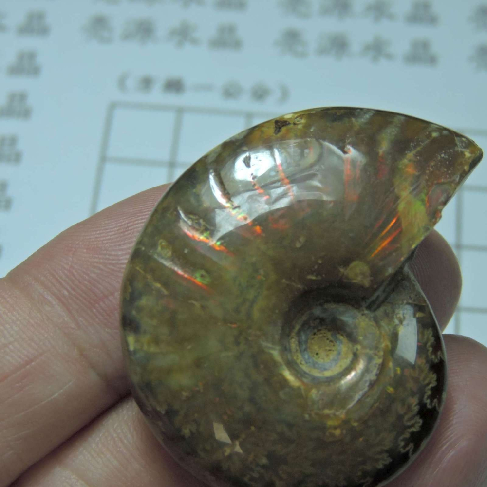 ~1212~斑彩螺菊石~拋光~470-細節圖6