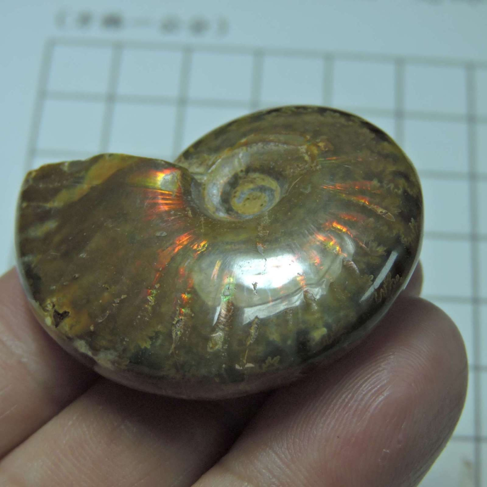 ~1212~斑彩螺菊石~拋光~470-細節圖7