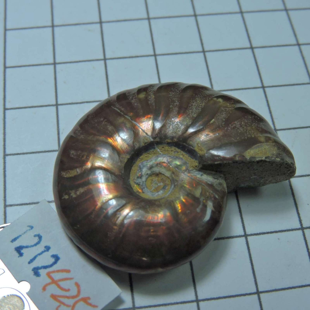 ~1212~斑彩螺菊石~拋光~425-細節圖2
