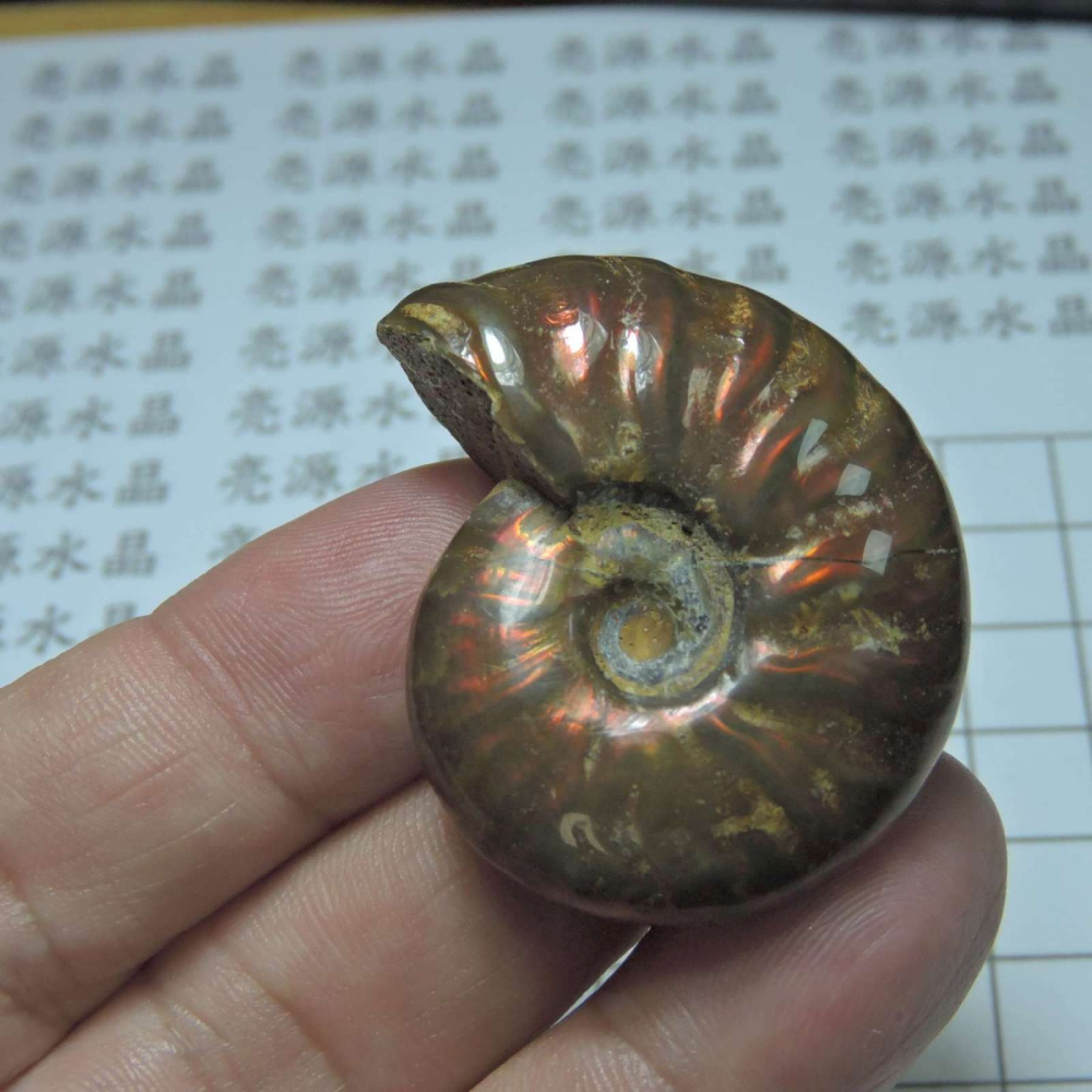 ~1212~斑彩螺菊石~拋光~425-細節圖3