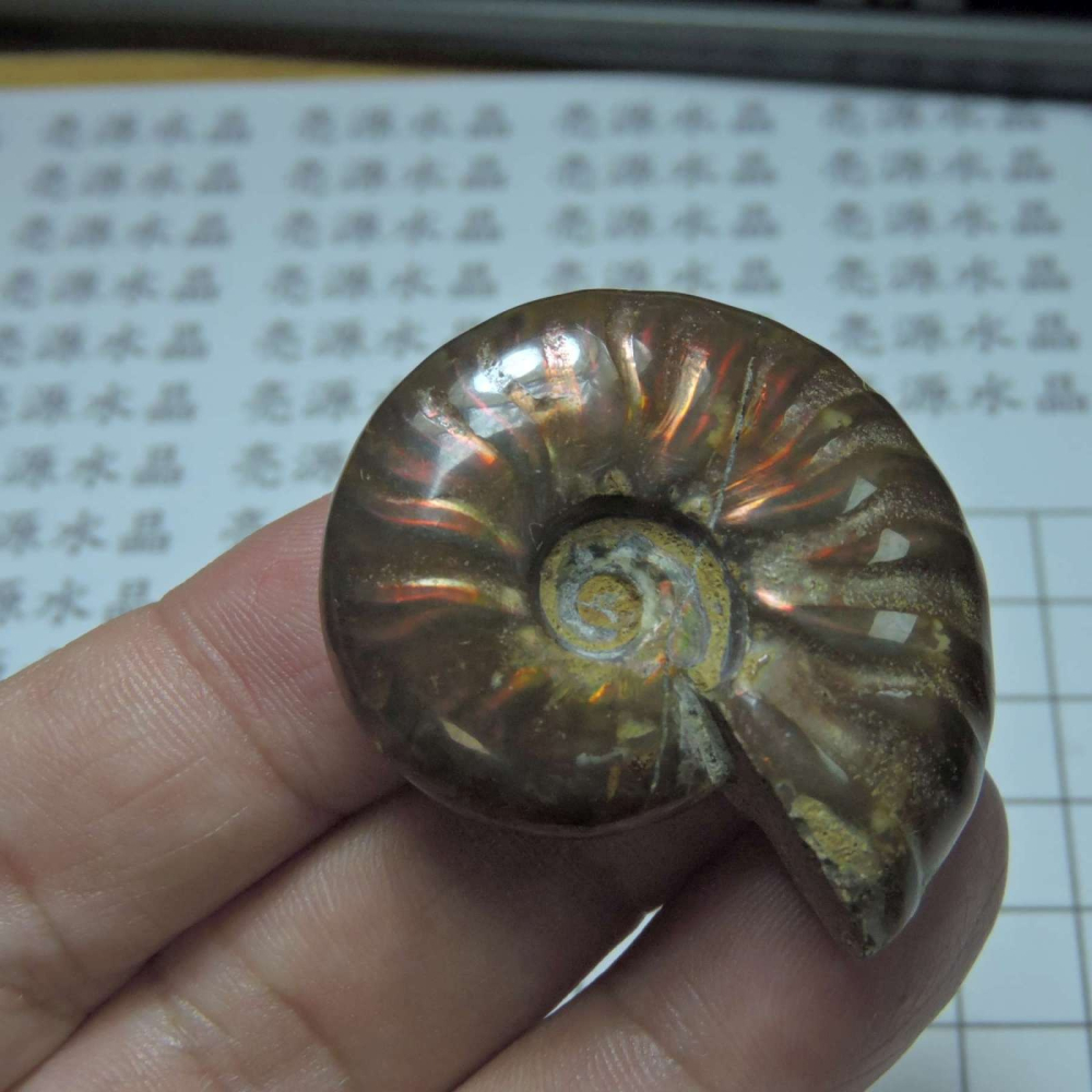 ~1212~斑彩螺菊石~拋光~425-細節圖4