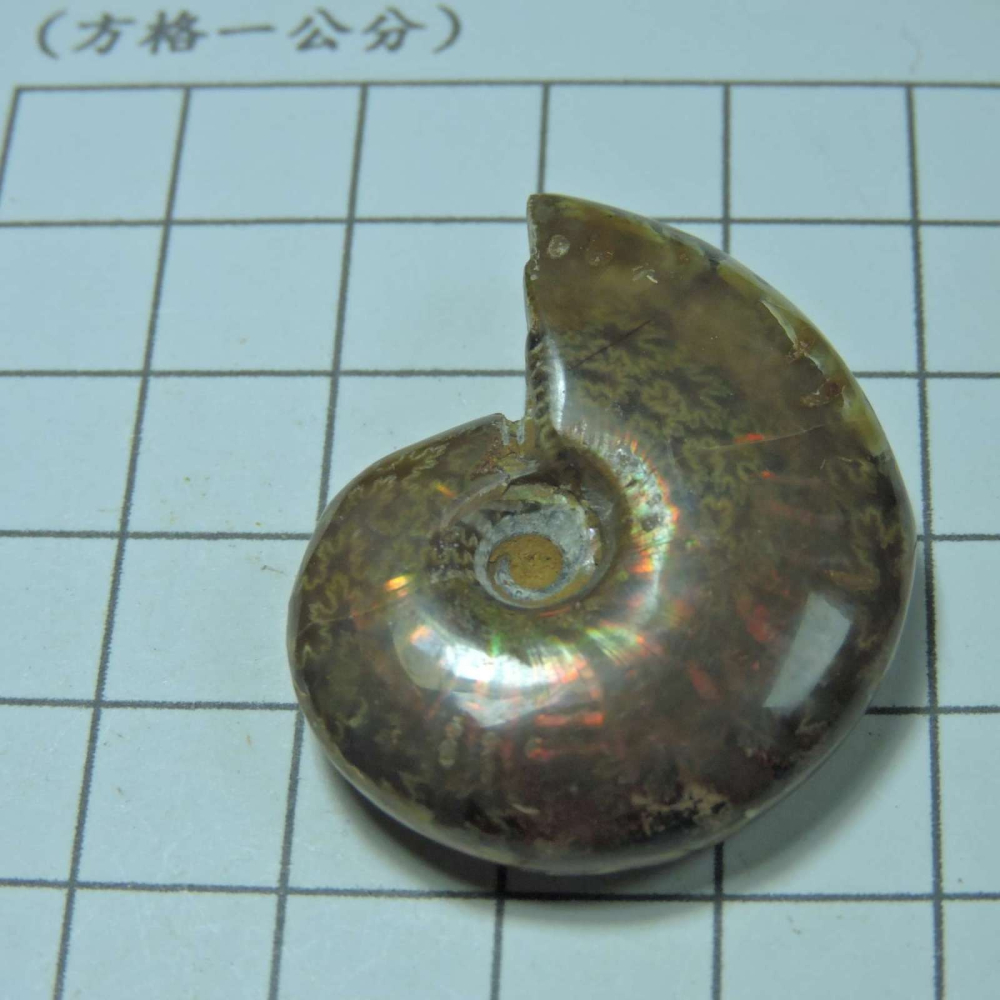 ~1212~斑彩螺菊石~拋光~291-細節圖2