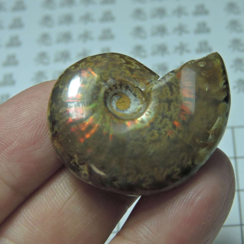~1212~斑彩螺菊石~拋光~291-細節圖3