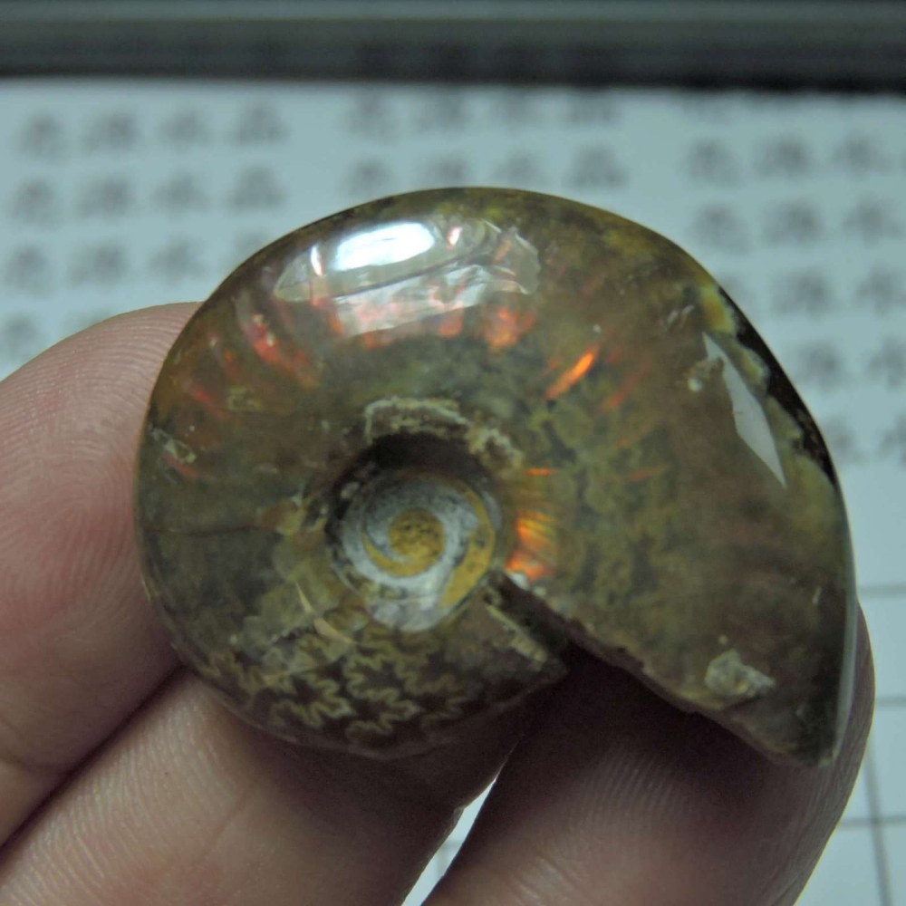 ~1212~斑彩螺菊石~拋光~291-細節圖4