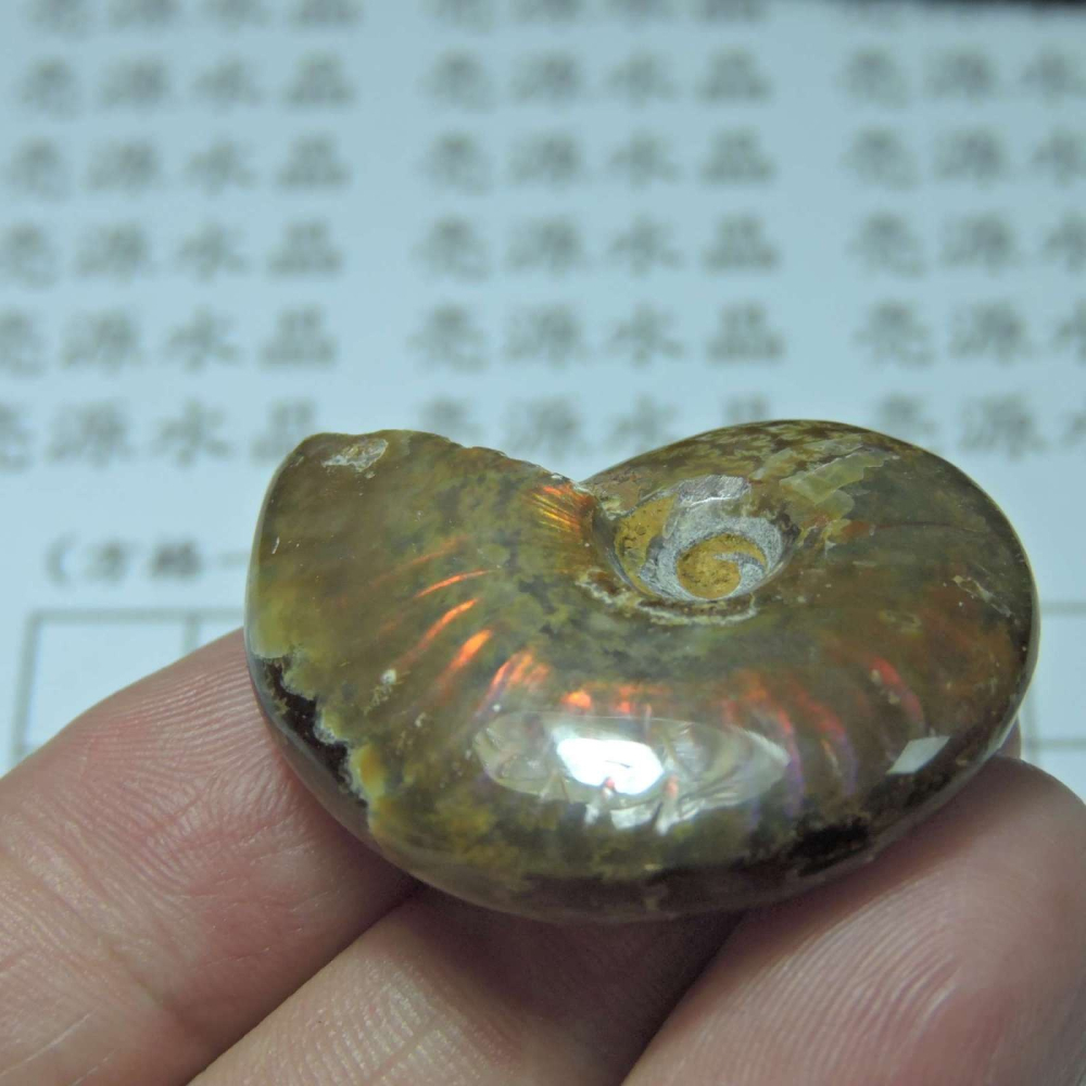 ~1212~斑彩螺菊石~拋光~291-細節圖5