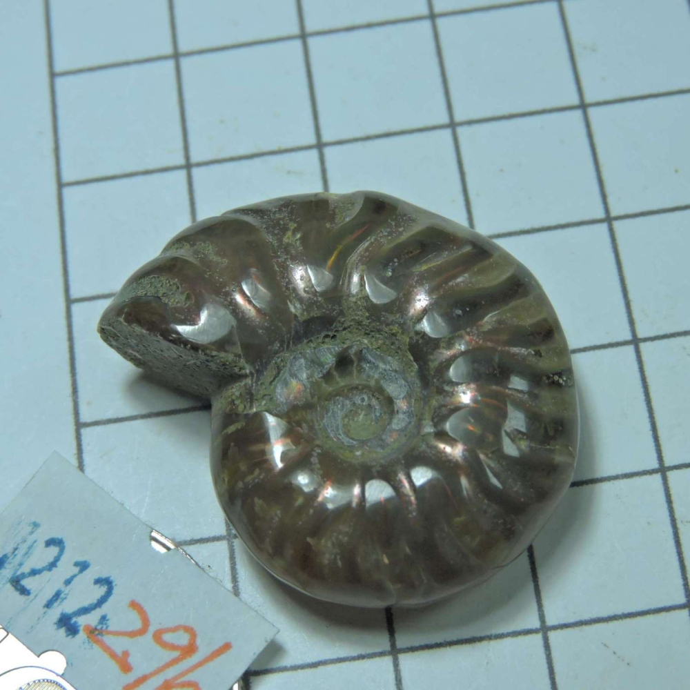 ~1212~斑彩螺菊石~拋光~296-細節圖2