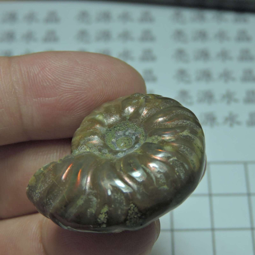 ~1212~斑彩螺菊石~拋光~296-細節圖3