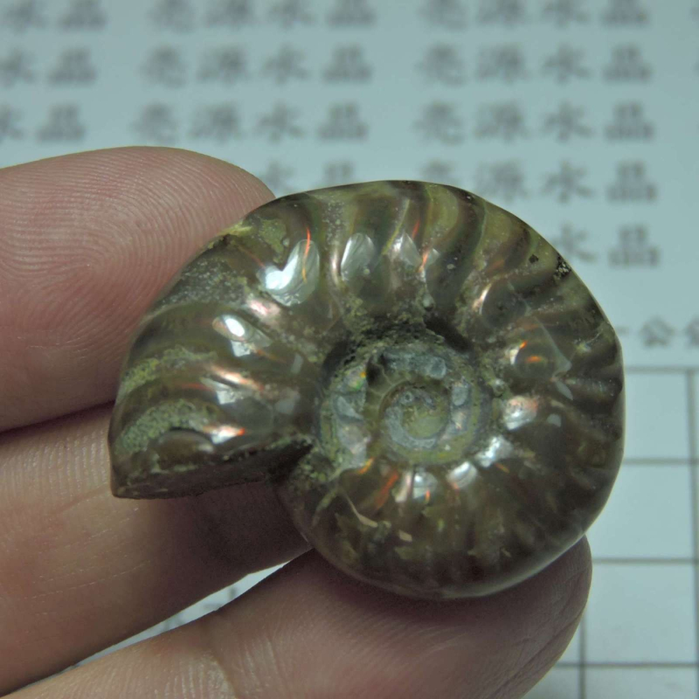 ~1212~斑彩螺菊石~拋光~296-細節圖4