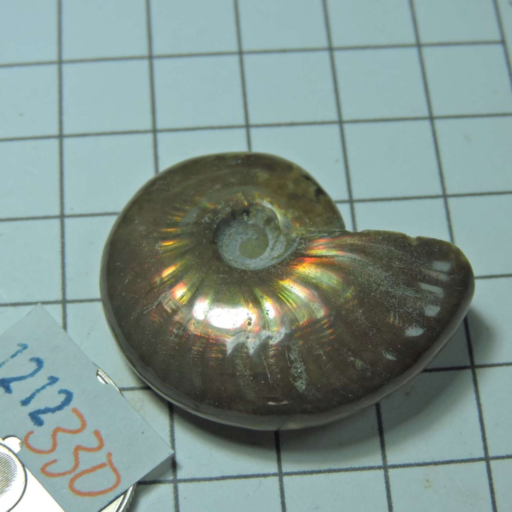 ~1212~斑彩螺菊石~拋光~330-細節圖2